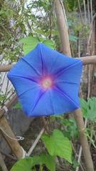 Ipomoea