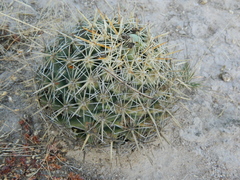 Coryphantha ottonis