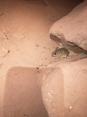 Peromyscus merriami