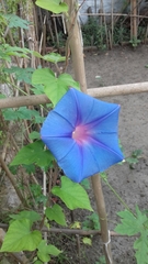 Ipomoea
