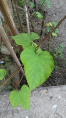Ipomoea