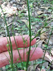 Juncus diffusissimus