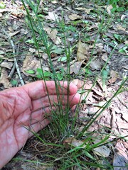 Juncus diffusissimus
