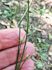 Juncus diffusissimus