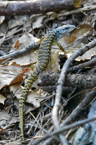 Northern Alligator Lizard, Elgaria coerulea