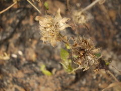 Ipomoea eriocarpa