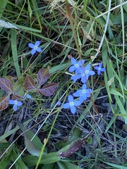 Houstonia caerulea