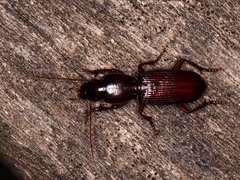 Stenomorphus