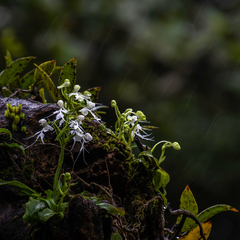 Habenaria crinifera