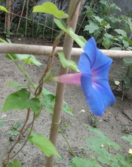 Ipomoea