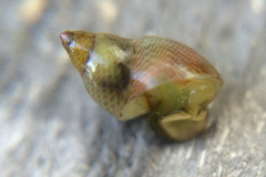 Eulithidium pulloides