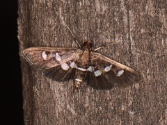 Desmia subdivisalis