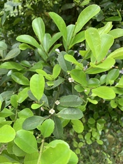 Ilex maximowicziana