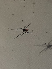 Latrodectus geometricus
