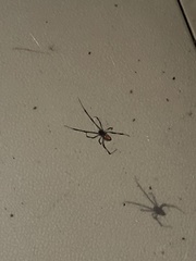 Latrodectus geometricus