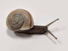 Sonorella allynsmithi