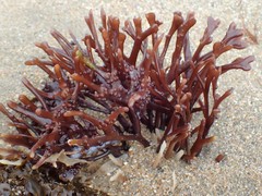 Ahnfeltiopsis linearis