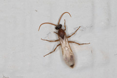Chyphotes melaniceps