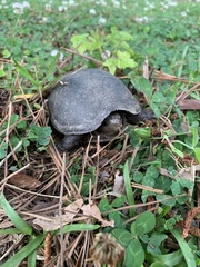Kinosterninae