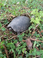 Kinosterninae