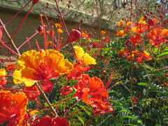 Caesalpinia pulcherrima