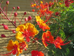 Caesalpinia pulcherrima