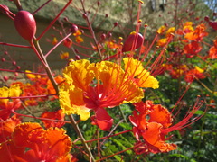 Caesalpinia pulcherrima