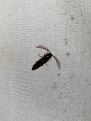 Dicrepidius palmatus