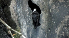 Streptoprocne semicollaris