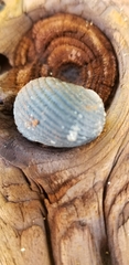 Nerita fulgurans
