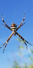 Argiope butchko