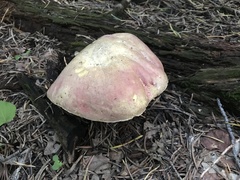 Rubroboletus haematinus