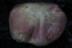 Rubroboletus haematinus