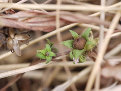Ipomoea eriocarpa