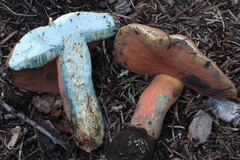 Rubroboletus haematinus