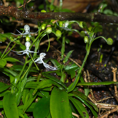 Habenaria crinifera