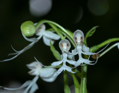 Habenaria crinifera