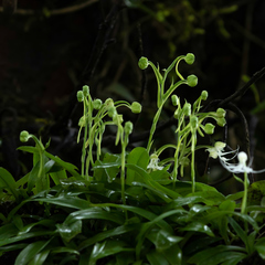 Habenaria crinifera
