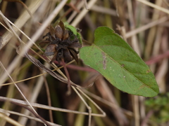 Ipomoea eriocarpa