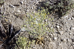 Frasera albomarginata