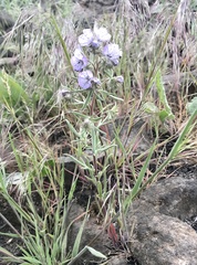Phacelia linearis