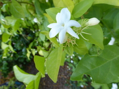 Jasminum sambac