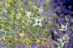 Frasera albomarginata