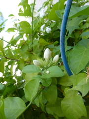 Jasminum sambac