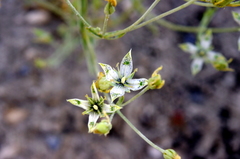 Frasera albomarginata