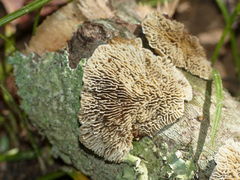 Gloeophyllum striatum