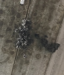 Rousettus aegyptiacus