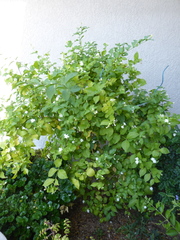 Jasminum sambac