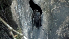 Streptoprocne semicollaris