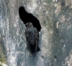 Streptoprocne semicollaris